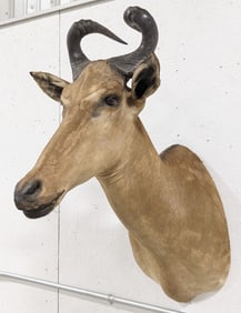 Hartebeest Shoulder Mount Taxidermy