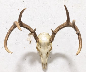 10-Point Whitetail Deer Skull & Antler Mount