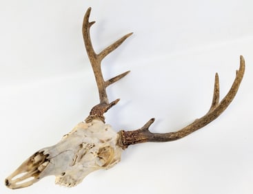8-Point Whitetail Deer Skull & Antler Mount