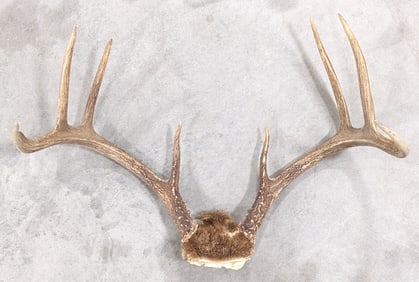 8-Point Whitetail Deer Skull Plate & Antler Mount