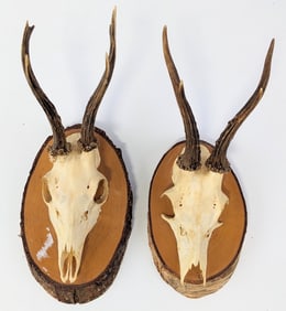(2) Roe Deer Half Skull & Antler Mount on Live Edge Plaque