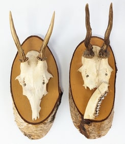 (2) Roe Deer Half Skull & Antler Mount on Live Edge Plaque