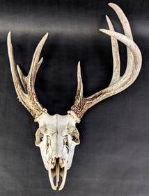 Deer Skull With Antlers