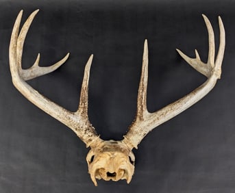 10 Point Antlers