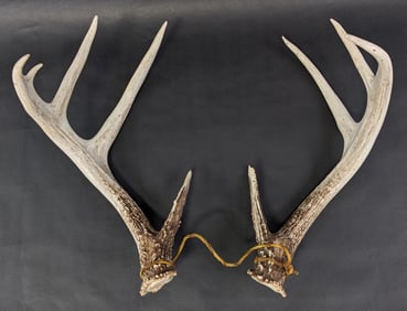 11 Point Antlers