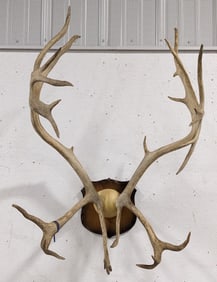 Caribou Antler Mount on Plaque