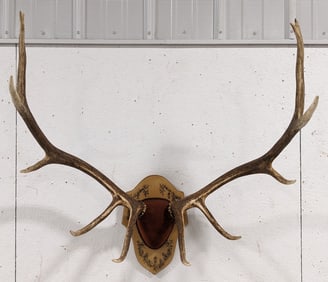 Large Elk Antler Mount on Plaque