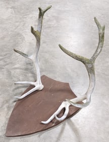 Weathered Elk Antler Mount on Plaque