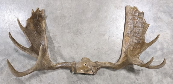 Moose Antler & Skull Plate Taxidermy Wall Mount