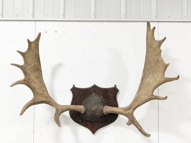 Vtg Large Moose Antler Mount on Plaque