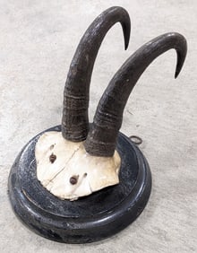 Chamois Skull Plate & Antler Mount on Plaque