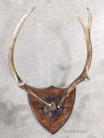 Red Deer Antler Mount on Plaque