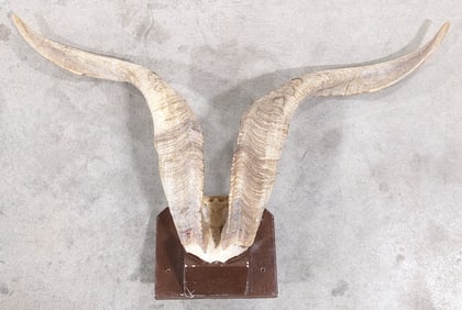 Wild Sheep Skull Plate & Horn Mount