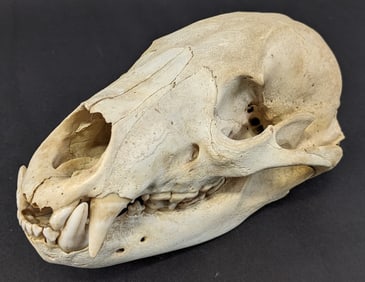 Bear Skull