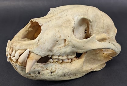 Bear Skull