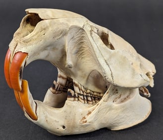 Beaver Skull