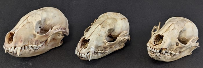 (3) Raccoon Skull