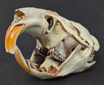 Muskrat Skull