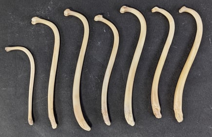 (7) Racoon Baculum Bone