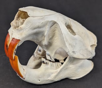 Beaver Skull