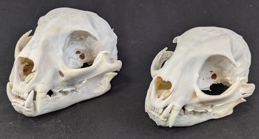 (2) Bobcat Skull