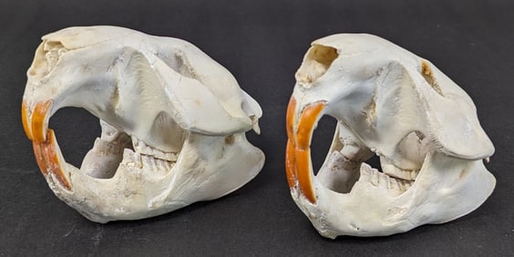 (2) Beaver Skull