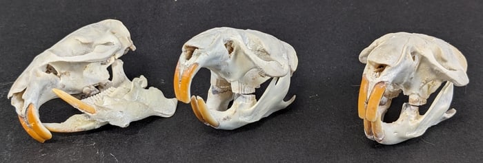 (3) Muskrat Skull