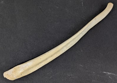 Bear Baculum