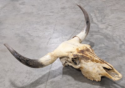 Vtg Steer Skull & Horn Mount