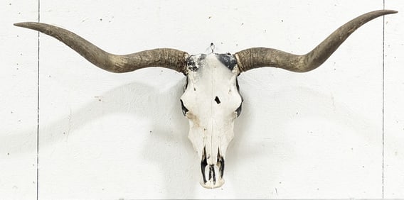 Rustic Steer Skull & Horns Mount