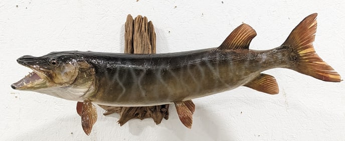 Northern Pike Full Body Taxidermy Wall Mount on Driftwood