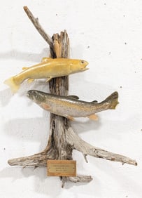 Brown Trout & Golden Trout Full Body Taxidermy on Driftwood