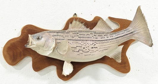 24in Striped Bass Full Body Taxidermy on Plaque