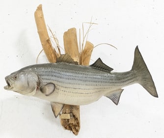 38in Striped Bass Taxidermy Wall Mount on Driftwood