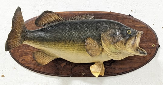Vtg Largemouth Bass Full Body Taxidermy on Plaque