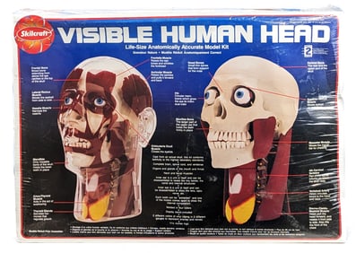Skilcraft Life Size Visible Human Head Anatomically Accurate Model Kit - Sealed