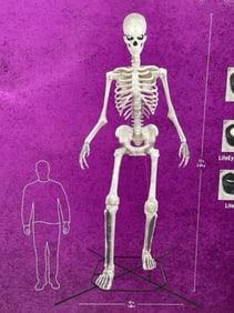 12ft Home Depot Giant Skeleton Prop In Box