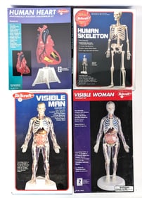 Skilcraft Visible Man, Visible Woman, Human Skeleton, and Human Heart Model Kits