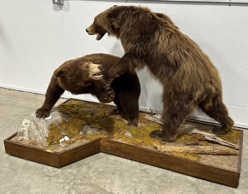 Grizzly & Black Bear Fighting Full Body Taxidermy Display