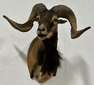 Corsican Ram Taxidermy Shoulder Mount
