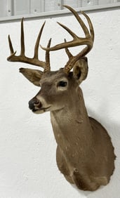 10-Point White Tail Deer Taxidermy Shoulder Mount