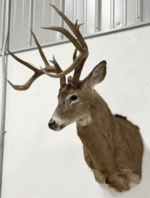 13-Point White Tail Deer Taxidermy Shoulder Mount