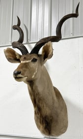 African Kudu Taxidermy Shoulder Mount
