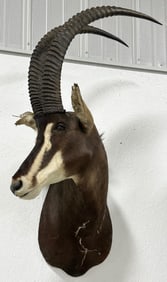 Sable Antelope Taxidermy Shoulder Mount