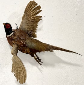 Flying Ring Neck Pheasant Taxidermy Mount