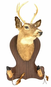 6 Point White Tail Deer Shoulder Mount On Wood Stand