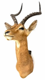 African Impala Deer Shoulder Mount