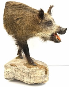 Wild Boar Half Life Size Taxidermy Mount