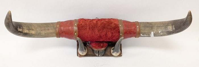 Longhorn Steer Taxidermy Horn Mount