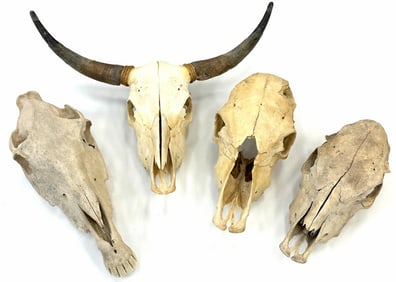 (4) Horse, Cow and Steer Taxidermy Skull Heads